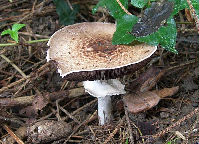 Agaricus impudicus   (Rea)  Pilt